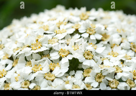 Achillea Grandifolia in Blüte Stockfoto