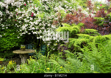 Hinaufsteigende Rosenstrauch Pauls Himalayan Musk über eine kleine Terrasse in einem großen Land Garten wächst Stockfoto