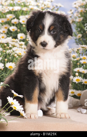 Australian Sheperd Welpen - sitzen vor Blumen Stockfoto