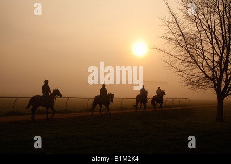 Rennpferd Ausbildung an die Galoppaden Newmarket UK Stockfoto