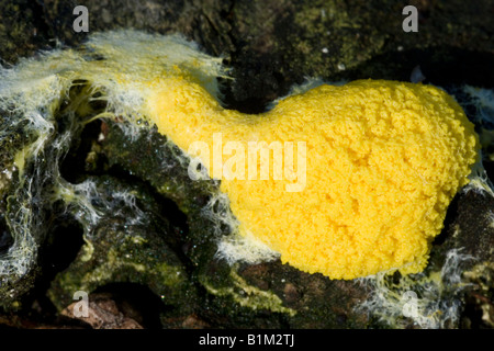 Fuligo Septica Myxomycete. Ein gelber Schleim Schimmel wächst auf verrottendem Holz Stockfoto