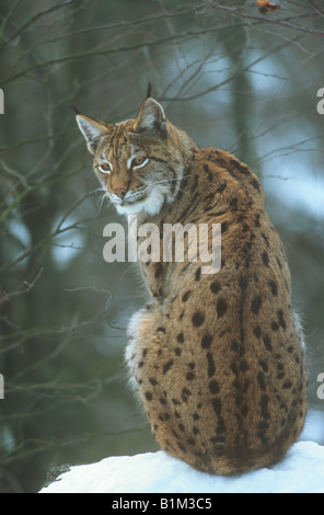 Lynx - sitzen im Schnee / Lynx Lynx Stockfoto