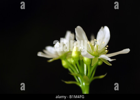 Weißen Blüten der Pflanze Dionaea Muscipula (Venusfliegenfalle) Stockfoto