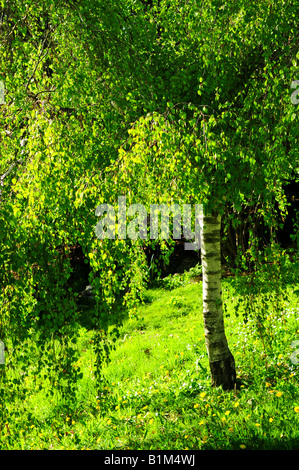 Birke mit jungen grünen Laub Hintergrundbeleuchtung durch Frühlingssonne Stockfoto