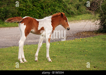 Wilde New Forest Pony Stockfoto