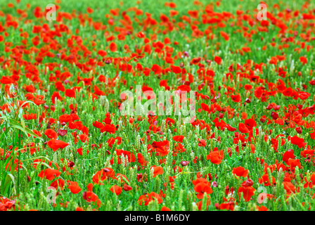 Rote Mohnblumen wächst in grün Roggen Getreidefeld Stockfoto