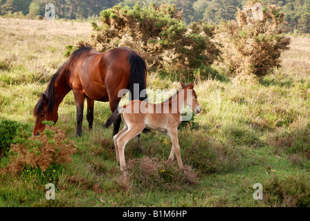New Forest Ponys grasen in der Sommersonne Stockfoto