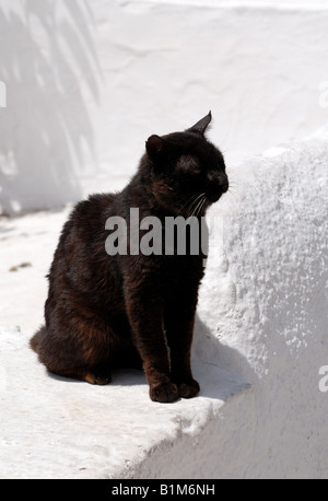 Schwarze Katze auf weißen Wand in Santorini Griechenland Stockfoto