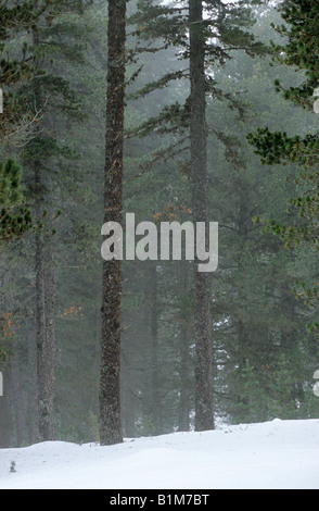 Neblig Kiefernwald in Sierra Gudar, Provinz Teruel, Spanien Stockfoto