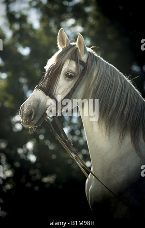 Pura Raza Española - Porträt Stockfoto