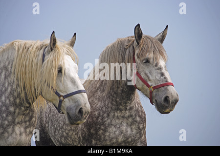 Percheron Horse. Porträt von grauen Erwachsenen mit Halfter. Deutschland Stockfoto