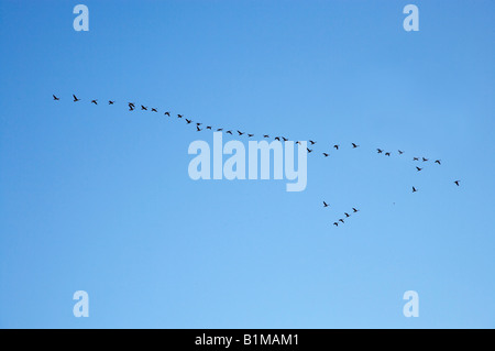 Herde von Kanadagänse fliegen in V Formation Taieri Scroll Plain Maniototo Central Otago Neuseeland Südinsel Stockfoto