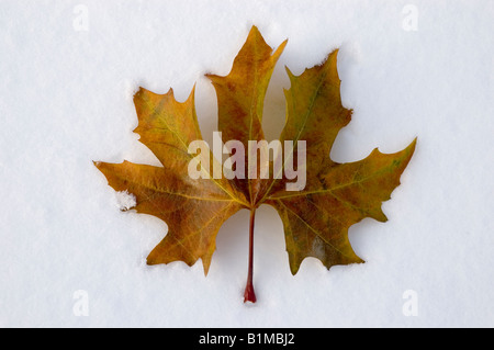 Kanadische Maple Leaf auf frisch gefallenem Schnee Stockfoto