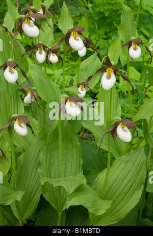 Mountain Lady Slipper Orchidee (Cypripedium Montanum) WILD, Eastern Cascade Mountains, Washington, Juni Stockfoto