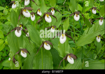 Mountain Lady Slipper Orchidee (Cypripedium Montanum) WILD, Eastern Cascade Mountains, Washington, Juni Stockfoto