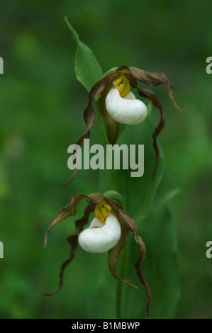 Mountain Lady Slipper Orchidee (Cypripedium Montanum) WILD, Eastern Cascade Mountains, Washington, Juni Stockfoto