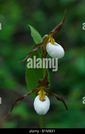 Mountain Lady Slipper Orchidee (Cypripedium Montanum) WILD, Eastern Cascade Mountains, Washington, Juni Stockfoto