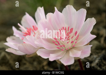 Bitterroot Blume (Lewisia Rediviva) Osthang, Cascade Mountains, Washington State, Juni Stockfoto