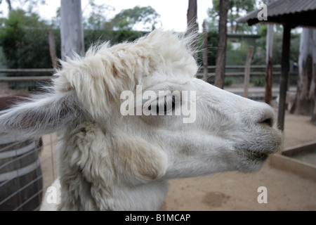 PORTRÄT DER WEIßE ALPAKA KOPF GEDREHT CLOSE UP SIDE VIEW HORIZONTALE BDB11128 Stockfoto