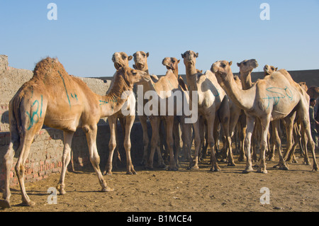 Herden von Kamelen auf dem Birqash Kamel-Markt in der Nähe von Kairo Stockfoto