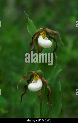 Mountain Lady Slipper Orchidee (Cypripedium Montanum) WILD, Eastern Cascade Mountains, Washington, Juni Stockfoto