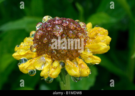 HELENIUM PIPSQUEAK NACH REGEN Stockfoto