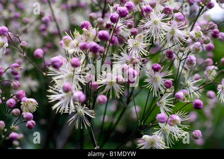 THALICTRUM ELIN Stockfoto