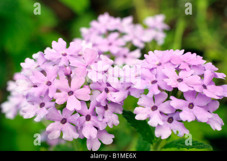 EISENKRAUT LA FRANCE Stockfoto