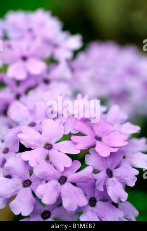 EISENKRAUT LA FRANCE Stockfoto