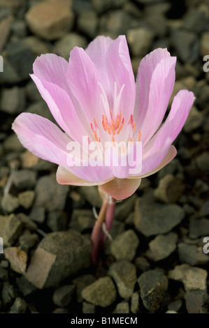 Bitterroot Blume (Lewisia Rediviva) Osthang, Cascade Mountains, Washington State, Juni Stockfoto