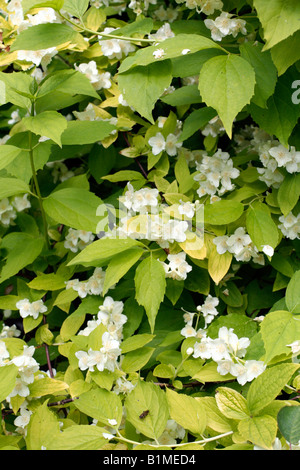 PHILADELPHUS CORONARIUS AUREUS AGM Stockfoto