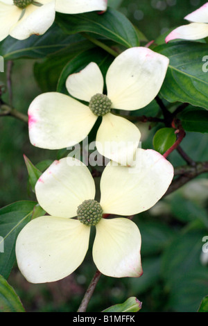 CORNUS KOUSA X CAPITATA IN HOLBROOK GARTEN WÄCHST Stockfoto