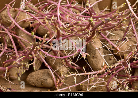 Kartoffeln (Solanum Tuberosum) sprießen. Pommes de Terre (Solanum Tuberosum) Germées. Stockfoto