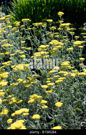 ACHILLEA MOONSHINE AGM SCHAFGARBE Stockfoto