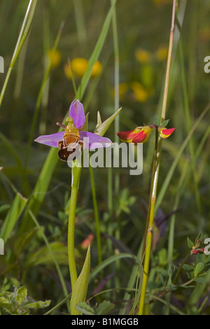 Biene Orchidee in Sevenoaks, Kent, UK Stockfoto