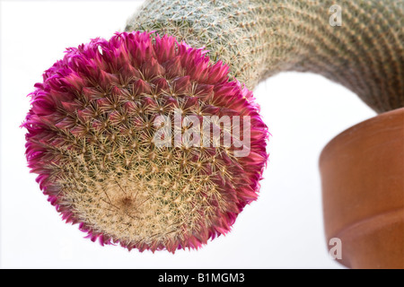 Ein blühender Kaktus (Mammillaria Matudae). Kaktus (Mammillaria Matudae) En Fleurs. Stockfoto