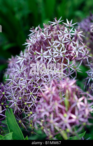 ALLIUM CRISTOPHII AGM Stockfoto