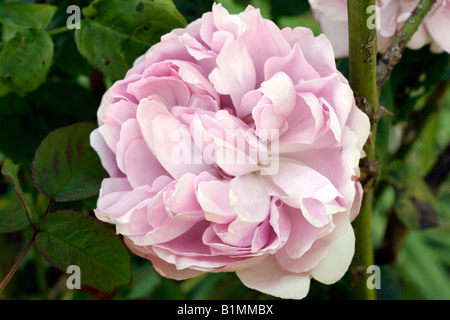 ROSA CHARLES RENNIE MACKINTOSH SYN AUSREN NEUE ENGLISCHE DAVID AUSTIN ROSE Stockfoto