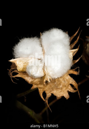 Cotton Boll, getrocknet Nahaufnahme eines einzigen Reifen Blume Samen Fall der Baumwollpflanze Stockfoto