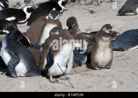 Baby afrikanische Pinguin Mund offen reden, schreien Spheniscus demersus aufgeregt, ehemals Jackass Pinguine Boulders Beach Simon Stadt Südafrika Stockfoto