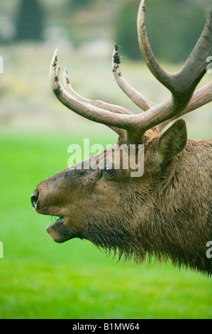 Ein Stier (männlich) Elch entspannt in einer Wiese. Stockfoto