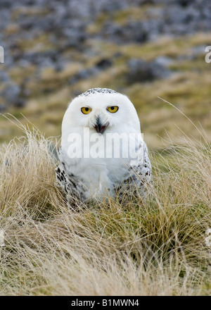 Porträt von einem weiblichen Schneeeule - Bubo Scandiacus (Captive) Stockfoto