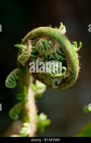 Baum-Farn (Dicksonia Antartica) neue Wedel entfaltet sich im Frühjahr die Morgensonne Stockfoto