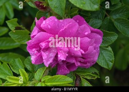 Rose im Regen Stockfoto