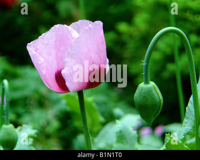 Große einzelne lila lila blühenden Mohn begleitet durch eine neue Knospe bereit, offen Stockfoto