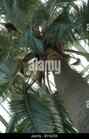 Palme im gemäßigten House, Kew Gardens. London-UK Stockfoto