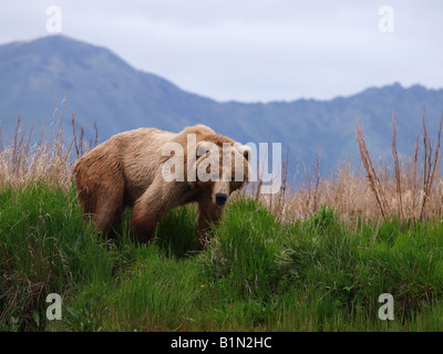 Kodiak Grizzly Bear patrouilliert die Ufer des Flusses, die auf der Suche nach Fisch. Stockfoto