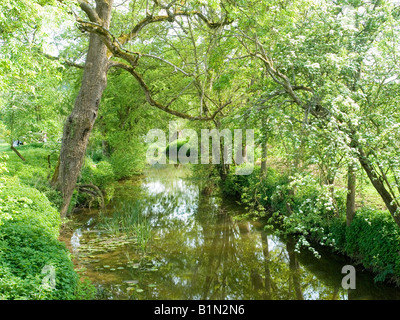 Ein Blick durch die Bäume durch den Fluss Avon im Dorf Claverton, Bath UK Stockfoto