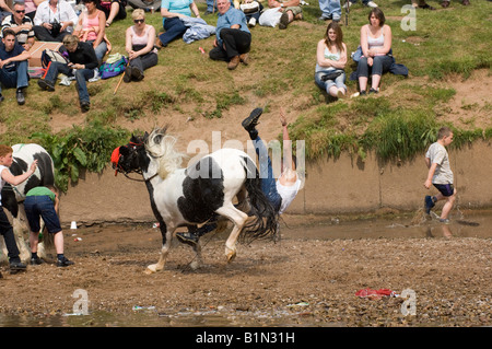 Gypsy-Fahrer am Appleby Horse Fair fällt Rückseite gescheckten Pony, er ohne Sattel im Fluss Eden Ritt Stockfoto