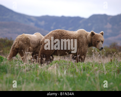 Kodiak Grizzly Bear mit einem ihrer jungen zu säen. Stockfoto